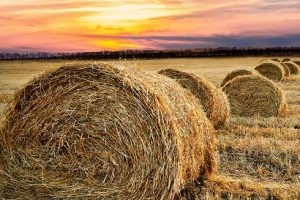 Self-employed farmers in Canada