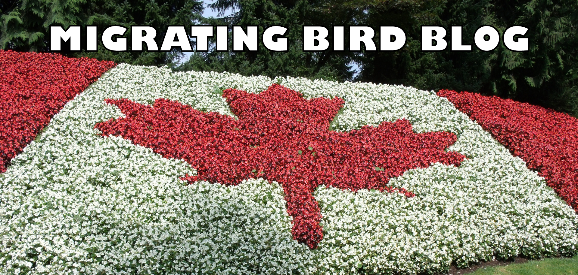 Migrating Bird Immigration Services Blog